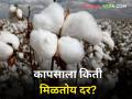 आज राज्यभरात केवळ दोन बाजार समितीत कापसाचे लिलाव; मिळाला एवढा दर - Marathi News | Today cotton auctions are held only two places across state This price | Latest agriculture News at Lokmat.com