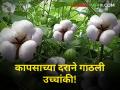 आज कापसाला मिळाला यंदाच्या हंगामातील उच्चांकी दर! वाचा आजचा बाजारभाव - Marathi News | Improvement in the price of cotton How much did get cotton market price today? | Latest agriculture News at Lokmat.com