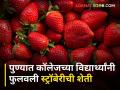व्वा रे पठ्ठे! पुण्याच्या मध्यभागी कॉलेजच्या पोरांनी फुलवली स्ट्रॉबेरीची शेती - Marathi News | Wow! Strawberry farm flourished by college boys in the heart of Pune shivajinagar | Latest agriculture News at Lokmat.com