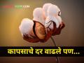 कापसाला मिळालेला दर म्हणजे वरातीमागून घोडे! आज मिळाला 'एवढा' दर - Marathi News | The price received for cotton is horses behind the varati! Got so many rates today | Latest agriculture News at Lokmat.com