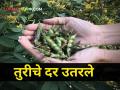 टोकाला गेलेले तुरीचे दर खाली उतरले! पाहा आज किती मिळाला दर - Marathi News | The extreme prices of turi came down! See how much you got today | Latest agriculture News at Lokmat.com