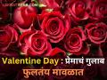 Valentine Day : गुलाबाची पंढरी असलेल्या मावळात गुलाब शेतीमुळे समृद्धी! 5 हजारांहून अधिक रोजगार उपलब्ध - Marathi News | | Latest agriculture News at Lokmat.com