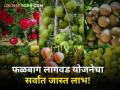 'या' जिल्ह्याने घेतला भाऊसाहेब फुंडकर फळबाग लागवड योजनेचा सर्वात जास्त लाभ - Marathi News | | Latest agriculture News at Lokmat.com