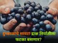 दुष्काळाचे सावट! द्राक्ष निर्यातीला फटका बसणार? - Marathi News | maharashtra Grape exports drought sortage water rain farmer water conservation | Latest agriculture News at Lokmat.com