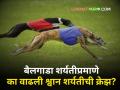 श्वान शर्यतीची क्रेझ का वाढतेय? बक्षिसांत मिळतेय 'थार'! सामान्य माणूसही करू शकतो हा नाद - Marathi News | | Latest agriculture News at Lokmat.com