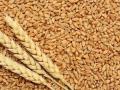 गव्हाचा भरपूर साठा, मात्र ज्वारीची चिंता - Marathi News |  Lots of wheat stocks, but worry about sorghum | Latest jalgaon News at Lokmat.com