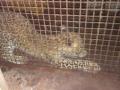 बिबट्या एकीकडे, अन् पिंजरा दुसरीकडेच - Marathi News | Leopard on one hand, and the other on the cage | Latest satara News at Lokmat.com