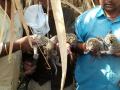 उसाच्या फडात सापडली बिबट्याची चार पिले! - Marathi News |  Four pigeons leopard found in the canyon! | Latest chhatrapati-sambhajinagar News at Lokmat.com