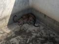 पाण्याच्या शोधात दाेन बिबट्या पडले कोरड्या टाकीत - Marathi News | two leopard fall down in water tank in search of water | Latest pune News at Lokmat.com