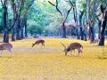 पक्ष्यांसह प्राण्यांचा मुक्त विहार - Marathi News | Mumbai morning with birds sound | Latest mumbai News at Lokmat.com