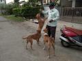 Corona in kolhapur : लॉकडाऊनच्या काळात कुत्र्यांना अन्न वाटप - Marathi News | Corona in kolhapur: Distribute food to dogs during lockdown | Latest kolhapur News at Lokmat.com