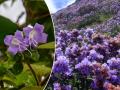 Neelakurinji Flowers : तब्बल 12 वर्षांनी फुलली नीलकुरिंजी! - Marathi News | neelakurinji flowers strobilanthes kunthiana bloom once in 12 years idukki kerala | Latest jarahatke Photos at Lokmat.com