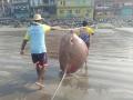 भाईंदरच्या मच्छीमारांच्या गळाला लागला 'वाघ्या पाकट' मासा - Marathi News | Fishermen of Bhayander were caught 100 kg stingray fish | Latest thane News at Lokmat.com