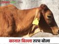 Animal Ear Tagging जनावरांच्या खरेदी विक्रीसाठी यापुढे कानात बिल्ला अनिवार्य - Marathi News | Animal Ear Tagging Ear tags are now mandatory for buying and selling animals | Latest agriculture News at Lokmat.com