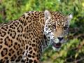 खान्देशात बिबट्याच्या संशयास्पद मृत्यूच्या घटनांमध्ये वाढ - Marathi News | Increase in cases deaths of leopard | Latest jalgaon News at Lokmat.com
