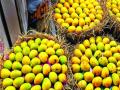यंदा कलमी आंब्याची आवक कमीच, शेतकरी चिंतेत - Marathi News |  This year, farmers are worried about the shortage of mangoes | Latest vasai-virar News at Lokmat.com