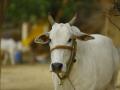 दुधाळ जनावरे वाटपात मिळणार देशी गाई - Marathi News | Native cattle will be distributed among the cattle | Latest yavatmal News at Lokmat.com