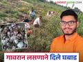 पाच महिन्यांत ३० गुंठ्यांमध्ये घेतले ५ लाख रुपयांचे उत्पन्न; गावरान लसणाचा यशस्वी अंकुश पॅटर्न - Marathi News | Income of Rs. 5 lakh taken in 30 guntas in five months; Successful ankush Pattern of desi Garlic | Latest agriculture News at Lokmat.com
