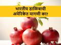 भारतीय डाळिंबाने दिली कॅलिफोर्नियातील डाळिंबाला टक्कर - Marathi News | why Indian Pomegranate is a First choice of American customers | Latest agriculture News at Lokmat.com
