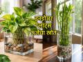 Vastu Tips: घरात ठेवलेली रोपं केवळ शोभेची वस्तू नाहीत, ती निर्माण करतात 'लाईव्ह एनर्जी'; वाचा वास्तू रहस्य - Marathi News | Vastu Tips: Plants kept in the house are not just decorative items, but the 'live energy' of the house; Know the secrets of Vastu | Latest bhakti News at Lokmat.com