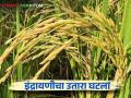 Indrayani Rice : यंदा इंद्रायणी भाताच्या उताऱ्यात घट अन् दरात २५ टक्के वाढ - Marathi News | This year reduction in Indrayani paddy production and 25 percent increase in price | Latest agriculture News at Lokmat.com