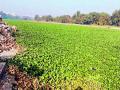 इंद्रायणी झाली प्रदूषित, जलपर्णी कुजल्याने नदीपात्रातील जलचरही संकटात - Marathi News | Indrayani became polluted, waterfowling of river basin in the river | Latest pimpri-chinchwad News at Lokmat.com