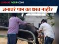 जनावरांतील वंध्यत्वाची कारणे व उपाय - Marathi News | Causes and remedies of infertility in livestock | Latest agriculture News at Lokmat.com