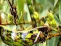 वाशिम जिल्ह्यात तुरीवर कीडीचा प्रादूर्भाव - Marathi News | insects attack on crops in Washim district | Latest vashim News at Lokmat.com