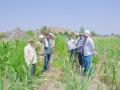 उसाच्या शेतात गांजाची लागवड; २२ झाडे जप्त, शेतकरी अटकेत - Marathi News | Cannabis cultivation in sugarcane fields; 22 trees seized, farmers arrested | Latest beed News at Lokmat.com