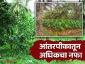 Intercropping in Coconut : नारळ बागेत अधिकच्या नफ्यासाठी कोणती आंतरपिके घ्यावीत वाचा सविस्तर - Marathi News | Intercropping in Coconut : Read in detail what intercropping should be done in coconut garden for more profit | Latest agriculture News at Lokmat.com