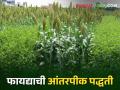 Kharif Intercropping खरीप हंगामात या पद्धतीने पेरणी करा मिळेल अधिकचा नफा - Marathi News | Kharif Intercropping; Sowing in this manner during Kharif season and you will get more profit | Latest agriculture News at Lokmat.com