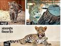 Leopard in Marathi: परीकडे बघून राधा अन् समृद्धी हसली; तिघींची गट्टी जमली - Marathi News | Radha and Samruddhi smiled at Pari; the three of them formed a bond. | Latest nashik News at Lokmat.com