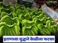 इराणमधील युद्धामुळे करमाळ्यातील केळीला फटका; फेब्रुवारीमध्ये दरात सुधारणा होण्याची आशा - Marathi News | Bananas in Karmala hit by war in Iran; Hope for price improvement in February | Latest agriculture News at Lokmat.com
