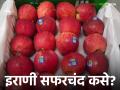 Iranian Apple Market : हिमाचल, काश्मीरनंतर आता खा तुरट-गोड अशी इराणी सफरचंद बाजारात दाखल - Marathi News | Iranian Apple Market: After Himachal, Kashmir, now eat sour-sweet Iranian apple has entered the market | Latest agriculture News at Lokmat.com
