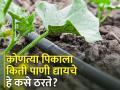 पिकासाठी पाणी देताना कोणत्या बाबींचा विचार करावा? - Marathi News | What aspects should be considered while irrigation the crop? | Latest agriculture News at Lokmat.com