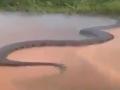 बापरे! नदीत पोहोताना दिसला तब्बल ५० फुटांचा अ‍ॅनाकोंडा; वाचा व्हायरल व्हिडीओ मागचं सत्य - Marathi News | Viral video in brazil 50 feet anaconda crossing a river | Latest social-viral News at Lokmat.com