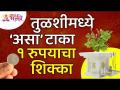 तुळशीमध्ये एक रुपयाचा शिक्का कसा टाकायचा? How to put one rupee coin in Tulsi? Tulsi Information - Marathi News | How to put a rupee stamp in Tulsi? How to put one rupee coin in Tulsi? Tulsi Information | Latest bhakti Videos at Lokmat.com