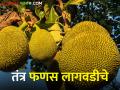 उत्पन्न वाढवायचेय? तर मग फणस लागवडीचे हे तंत्र वापराच - Marathi News | The trend of farmers is increasing towards cultivation of jackfruit | Latest agriculture News at Lokmat.com
