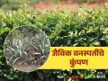 Organic farming : मेळघाटातील शेतीला जैविक कुंपणाचे संरक्षण वाचा सविस्तर - Marathi News | Organic farming : Read more about the protection of biological fences for agriculture in Melghat | Latest agriculture News at Lokmat.com