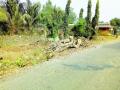 राष्ट्रीय महामार्ग वृक्षतोडीमुळे उजाड - Marathi News | National highway deserted by tree trunks | Latest raigad News at Lokmat.com