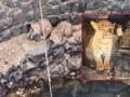 Kolhapur: जाखलेत विहिरीत पडलेल्या बिबट्याच्या पिल्लांना जीवदान, दोन तासांच्या थरारक प्रयत्नानंतर वनविभागाच्या कर्मचाऱ्यांना यश - Marathi News | Leopard cubs that fell into a well in Jakhle Kolhapur were saved, after a thrilling two-hour effort, the forest department staff succeeded | Latest kolhapur News at Lokmat.com