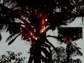 Nashik: कारवाडी येथे नारळाच्या झाडावर वीज पडून झाड पेटले   - Marathi News | Nashik: A coconut tree caught fire due to lightning strike at Karwadi | Latest nashik News at Lokmat.com