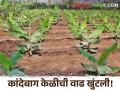 तापमान वाढलं, कांदेबाग केळीची वाढ खुंटली, अतिउष्णतेच्या निकषात पात्र होईल का?  - Marathi News | Latest News Effects on banana cultivation due to extreme heat in jalgaon district | Latest agriculture News at Lokmat.com