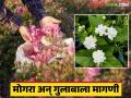 Flower Market : निवडणुकीमुळे मोगरा अन् गुलाबाचा सुगंधही महागला ; प्रतिकिलो 'हा' मिळतोय भाव - Marathi News | Flower Market: Due to the election, the fragrance of Mogra and Rose became more expensive; Price per kg is high | Latest agriculture News at Lokmat.com