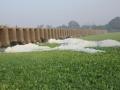 मुळा-मुठा नदीतील जलपर्णीवर तातडीने उपाययोजना करा - Marathi News | pune news take immediate measures against waterlogging in Mula-Mutha river | Latest pune News at Lokmat.com