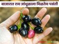 सध्या बाजारात गावरान नव्हे तर राय जांभूळाला मिळतेय पसंती; जांभूळाची बाजारात आवक वाढली - Marathi News | At present, Rai jambul is preferred in the market, not Gavran; The arrival of jambul in the market increased | Latest agriculture News at Lokmat.com
