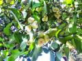 सफेद जांबूला फळगळतीचा धोका; बागायतदार व विक्रेते हवालदिल - Marathi News | White jambu risk of cardiac failure; Horticulturists and sellers | Latest vasai-virar News at Lokmat.com