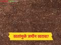 Soil Fertility Problem : उत्पादनाच्या नादात मोठी चूक? रासायनिक खतांमुळे जमिनीचा पोत धोक्यात - Marathi News | latest news Soil Fertility Problem: A big mistake in the production process? Soil texture is in danger due to chemical fertilizers. | Latest agriculture News at Lokmat.com