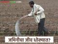 Chemical Fertilizers : सेंद्रिय शेती हवी का रासायनिक शेती? खत वापरात पुन्हा वाढ! वाचा सविस्तर - Marathi News | latest news Chemical Fertilizers: Do we need organic farming or chemical farming? Fertilizer use is increasing again! Read in detail | Latest agriculture News at Lokmat.com