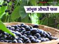 Jamun Benefits : रक्तशुद्धीपासून मधुमेहपर्यंत; जांभळाचे अद्भुत फायदे! वाचा सविस्तर - Marathi News | latest news Jamun Benefits: From blood purification to diabetes; Amazing benefits of jamun! Read in detail | Latest agriculture News at Lokmat.com